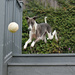 Flying Whippet by phil_howcroft