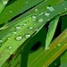 Rain drops artistic by larrysphotos