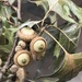 Fallen branch of acorns by metzpah