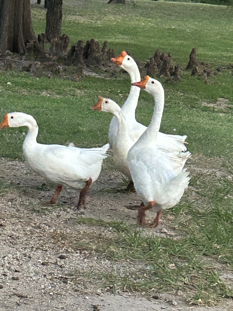 Geese by bellasmom