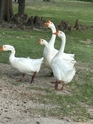 6th Aug 2023 - Geese