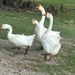 Geese by bellasmom
