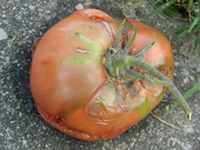 8th Aug 2023 - Tomato on Sidewalk 