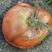 Tomato on Sidewalk  by sfeldphotos