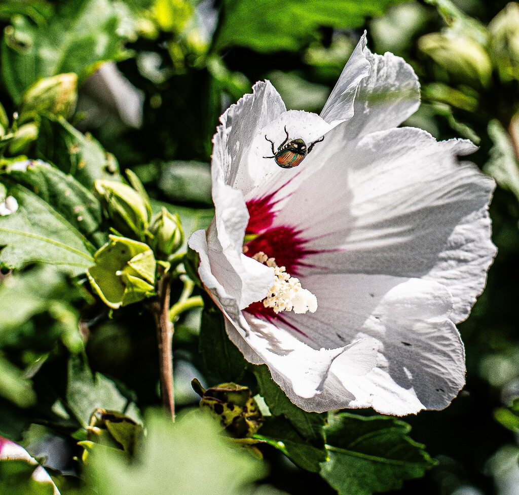 Japanese beetle by darchibald