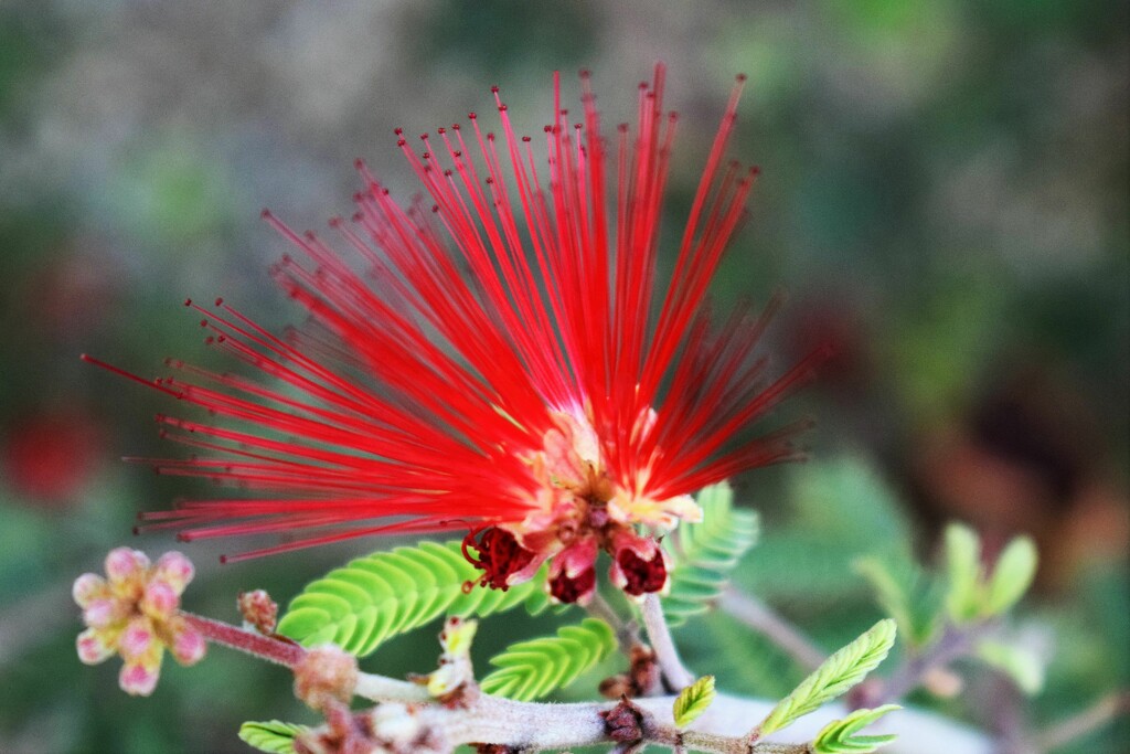 Aug 7 Bottlebrush by sandlily