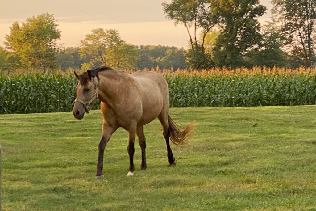 A horse and a cornfield on a beautiful evening by tunia