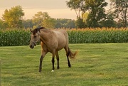 9th Aug 2023 - A horse and a cornfield on a beautiful evening