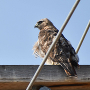 8th Aug 2023 - Red-Tailed Hawk