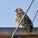 Red-Tailed Hawk by bjywamer