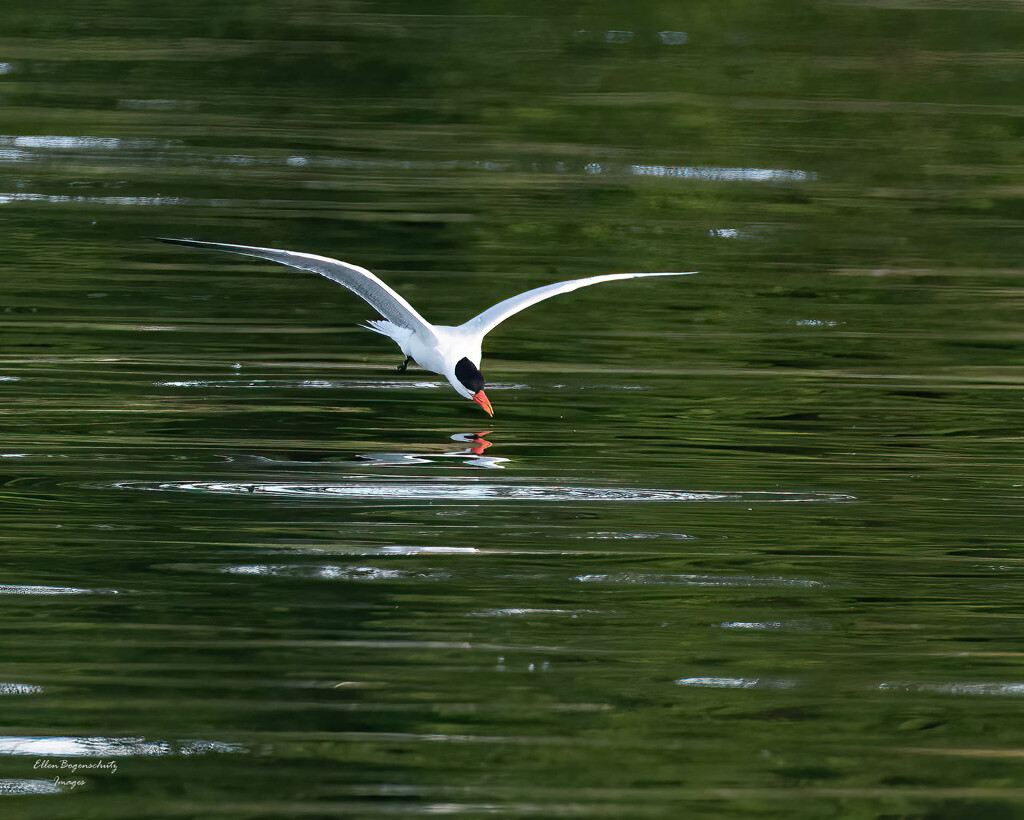 Caspian Tern diving in  by theredcamera