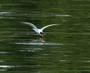 8th Aug 2023 - Caspian Tern diving in 