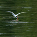 Caspian Tern diving in  by theredcamera