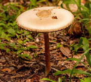 8th Aug 2023 - Mushroom!
