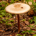 Mushroom! by rickster549