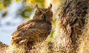 8th Aug 2023 - Great Horned Owl!