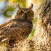 Great Horned Owl! by rickster549