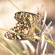 14th Jul 2023 - Butterflies at our beach picnic