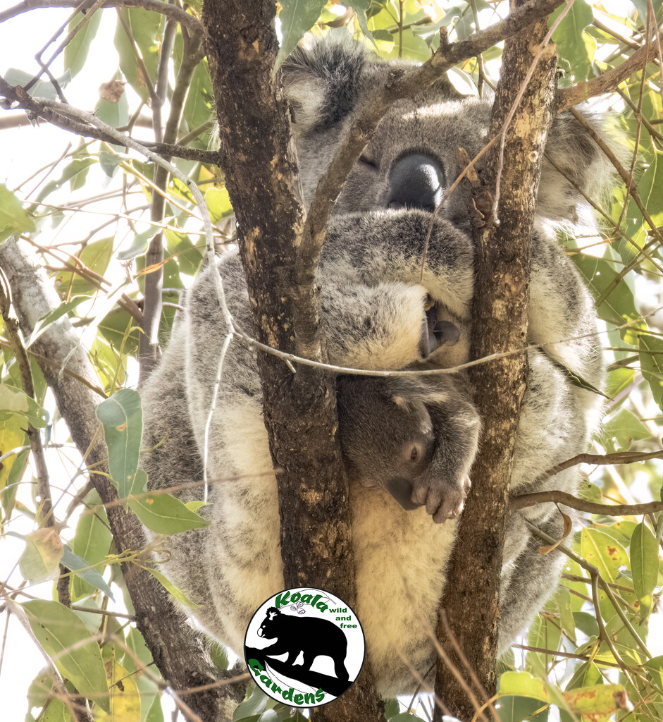 rare sight by koalagardens