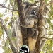 rare sight by koalagardens
