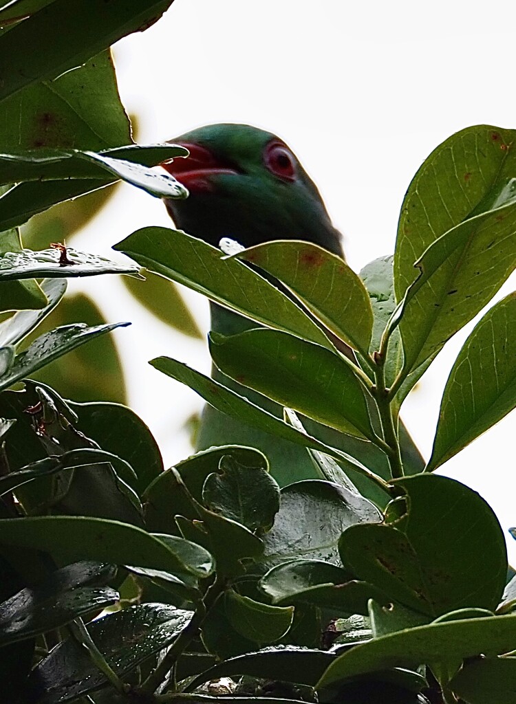 Same Keruru as other day keeping a close watch  by Dawn