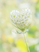 8th Aug 2023 - Queen Anne's lace in high key