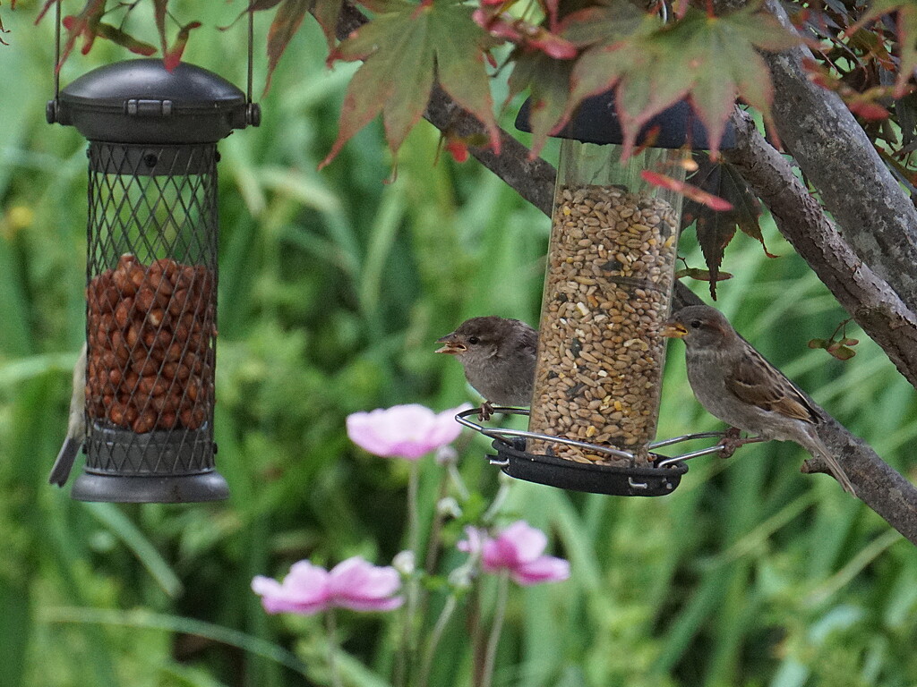 feeding the birds  by quietpurplehaze