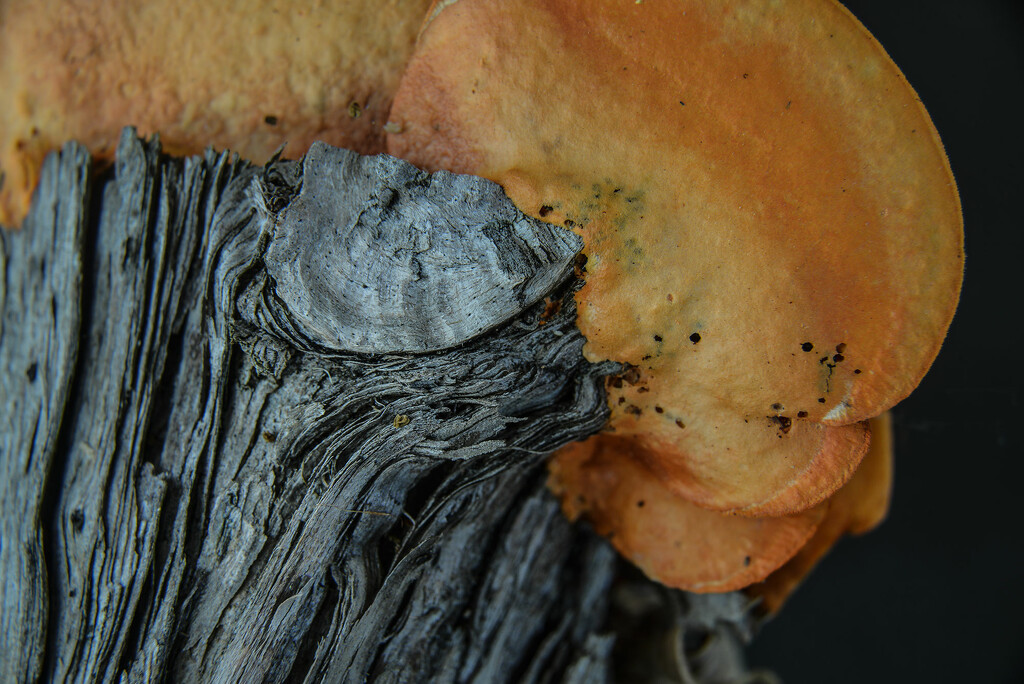 Fungi by jeneurell