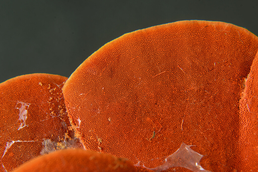 Macro: Fungi underside by jeneurell