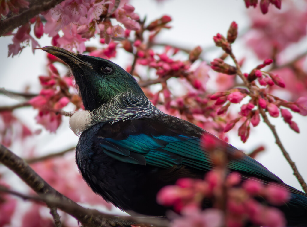 Tui amongst the Cherry Bossom Tree by 365projectclmutlow