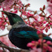 Tui amongst the Cherry Bossom Tree by 365projectclmutlow