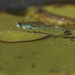 Blue dragonfly by dkbarnett