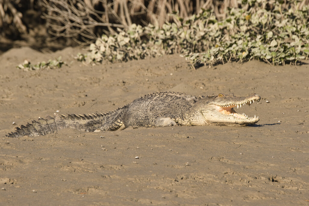 Crocodile on the Hunter River by dkbarnett