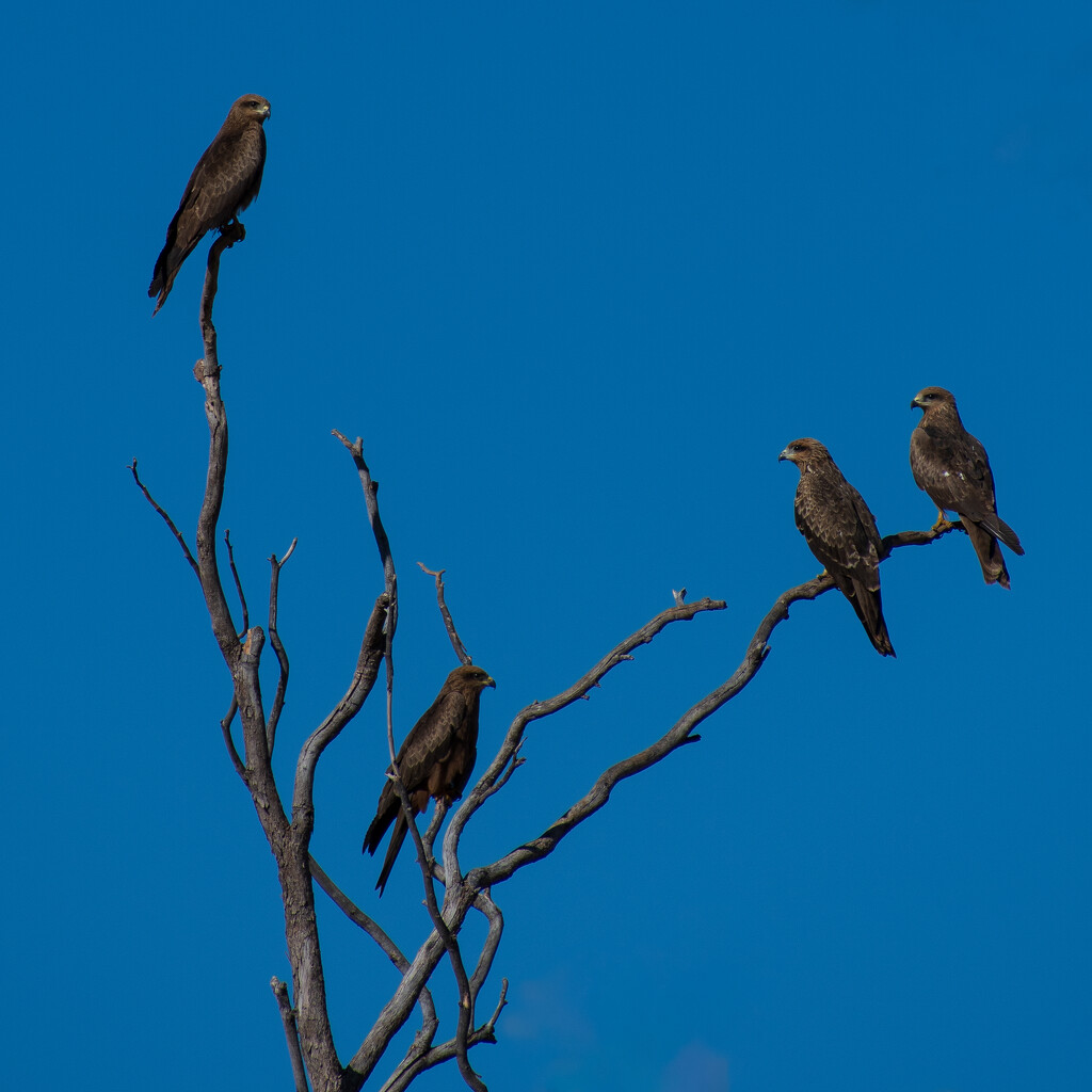 A Kettle of Hawks? by nannasgotitgoingon