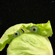 9th Aug 2023 - Iceberg lettuce 