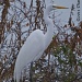 1-30-2011  Egret, near LSU by eudora