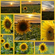 8th Aug 2023 - Sunflowers