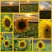 Sunflowers by phil_sandford