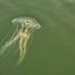 Jellyfish  by dkellogg