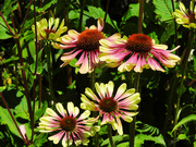 9th Aug 2023 - Cone Flowers