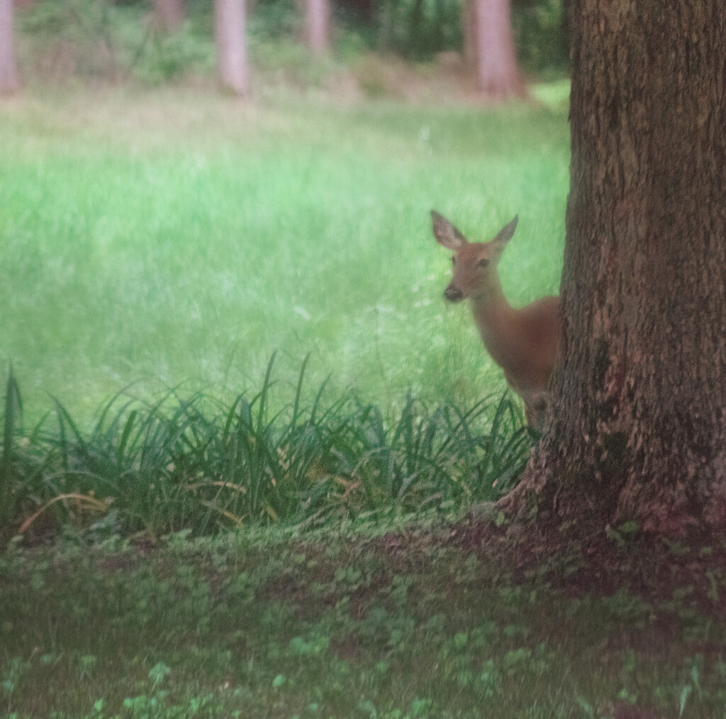 Peek a boo by 365projectorgchristine