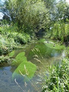 4th Aug 2023 - Shapes in water 