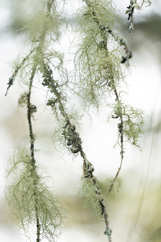 Methuselahs Beard Lichen by k9photo