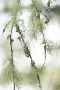 9th Aug 2023 - Methuselahs Beard Lichen