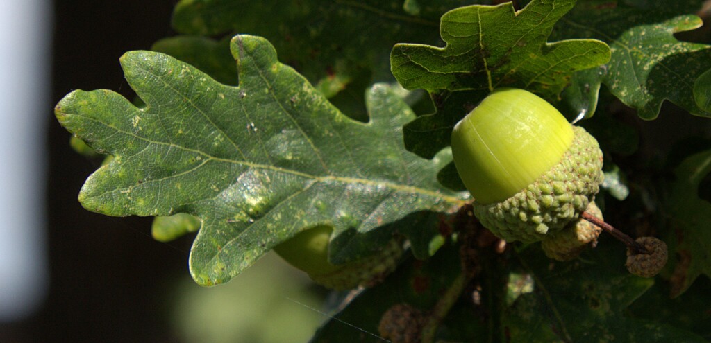 acorn in august by ollyfran