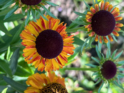 6th Aug 2023 - Helenium