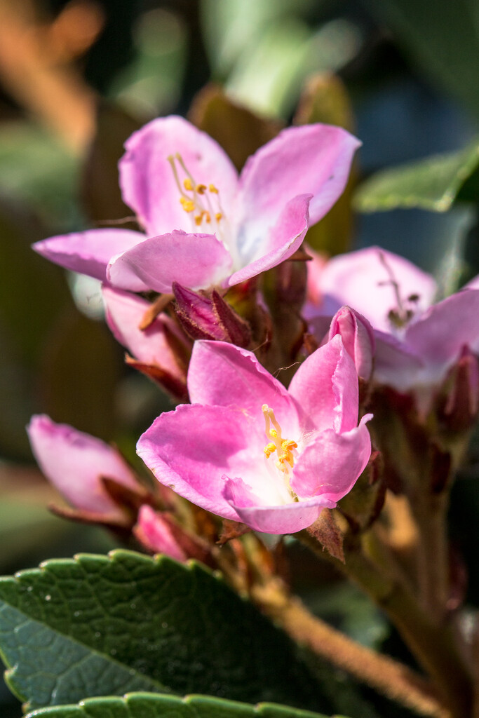 Indian Hawthorne by seacreature