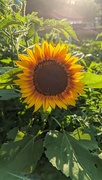 9th Aug 2023 - Sunflower