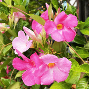 8th Aug 2023 - Pink Flowers At The Movies