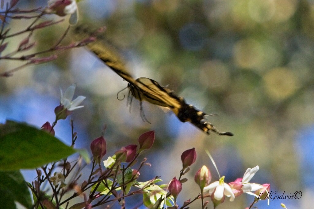 LHG_6391-Butterfly in flight by rontu